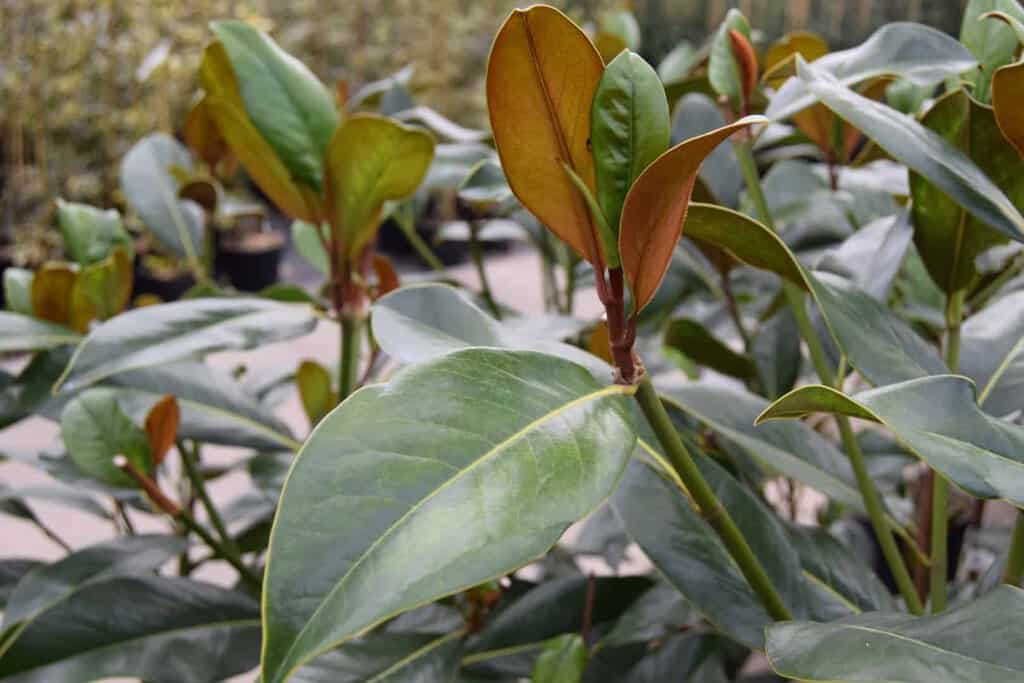 Magnolia grandiflora 'Galissonière' 16-18 EHS